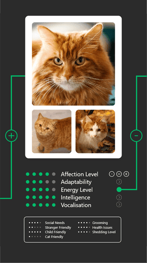 Cat card 0
