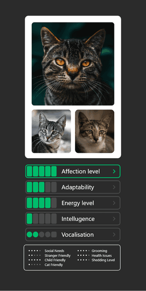 Cat card 1