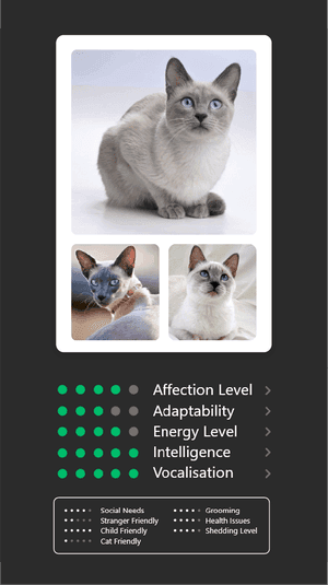 Cat card 2